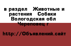  в раздел : Животные и растения » Собаки . Вологодская обл.,Череповец г.